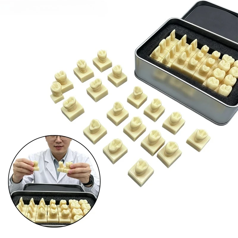 Dental Materials Standard Dental Models for Student Practice Anatomical and Morphological Features of Teeth for Dental Education