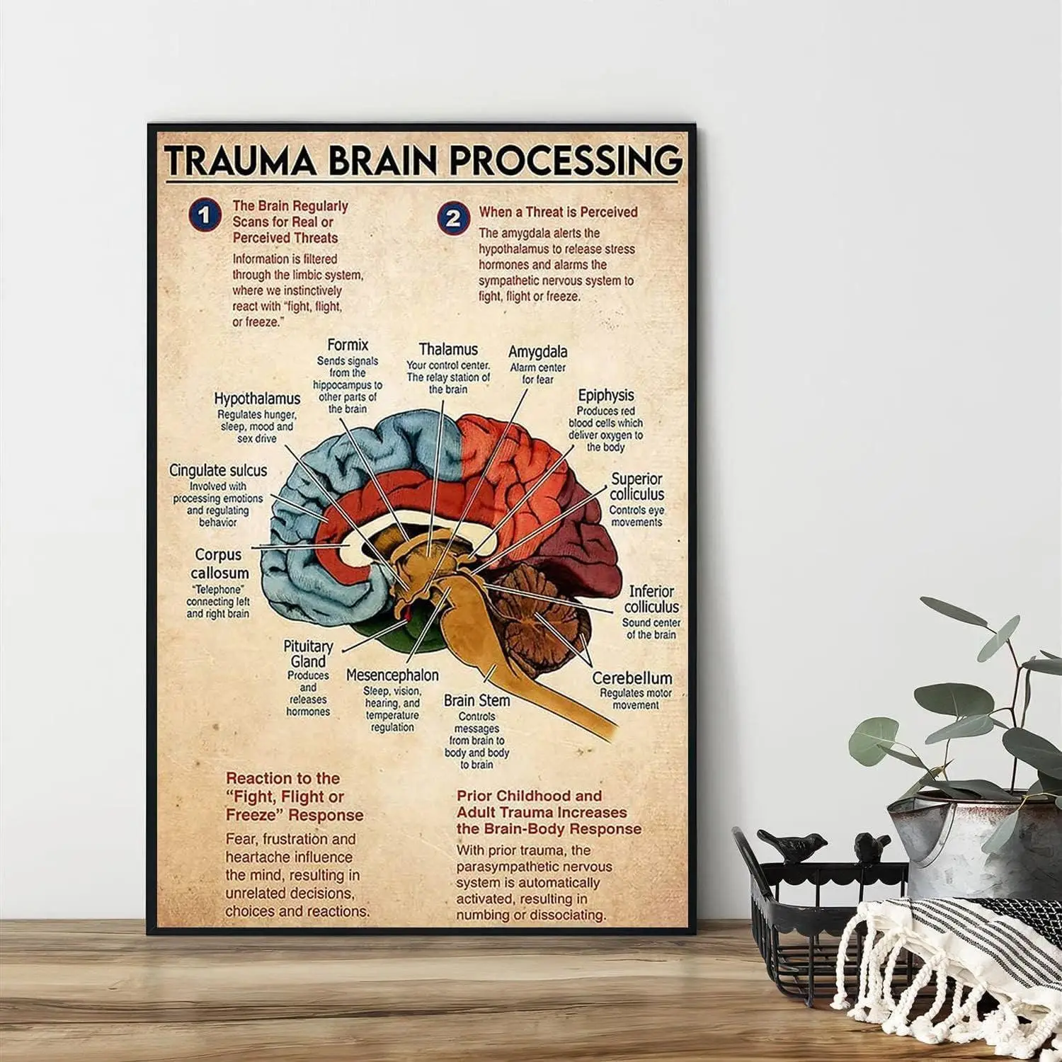 Vintage Metal Tin Sign Trauma Brain Processing Poster, Mental Poster, Brain Anatomy, Brain Art,Anatomy Poster,Brain Wall