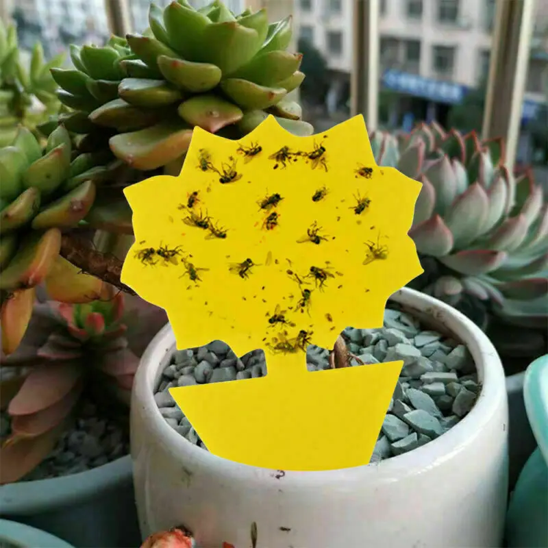 41PCS Glue Bug Catcher Aphids Insect Paper Sticky Yellow Sticky Fly Trap Paper Fruit Flies Insect Aphids Glue Catcher Bug