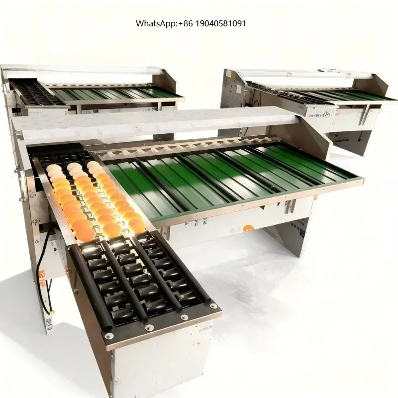 Egg Sorting Machine Stainless Steel Egg Sorting and Grading Machine Chicken Egg Grader Machine