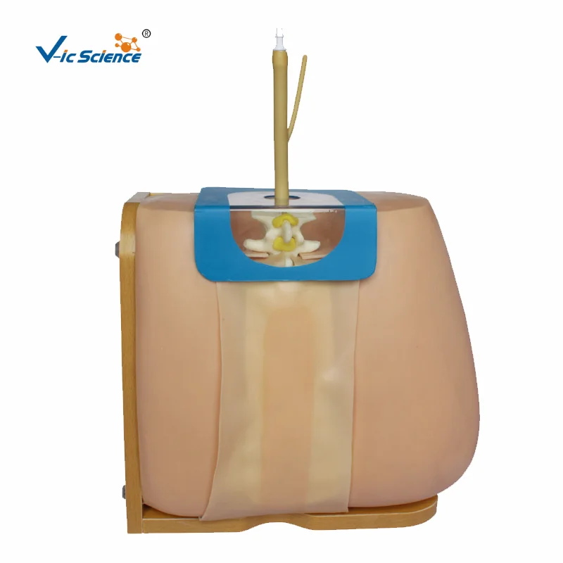 

Lumbar Puncture Model Human Medical Nursing Model