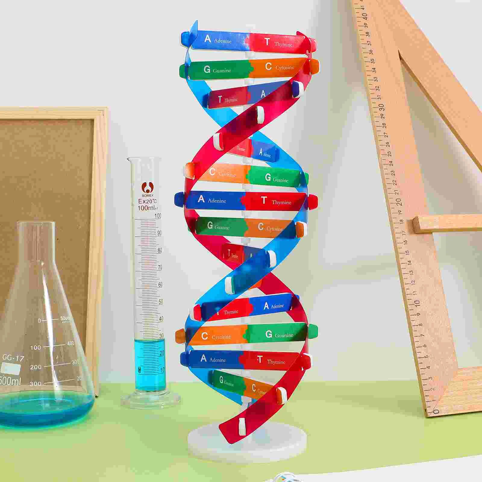 Nuobesty Kids Dna Learning Kit Model Struktur Heliks Ganda Alat Biologi Model Spiral untuk Anyaman Kelas