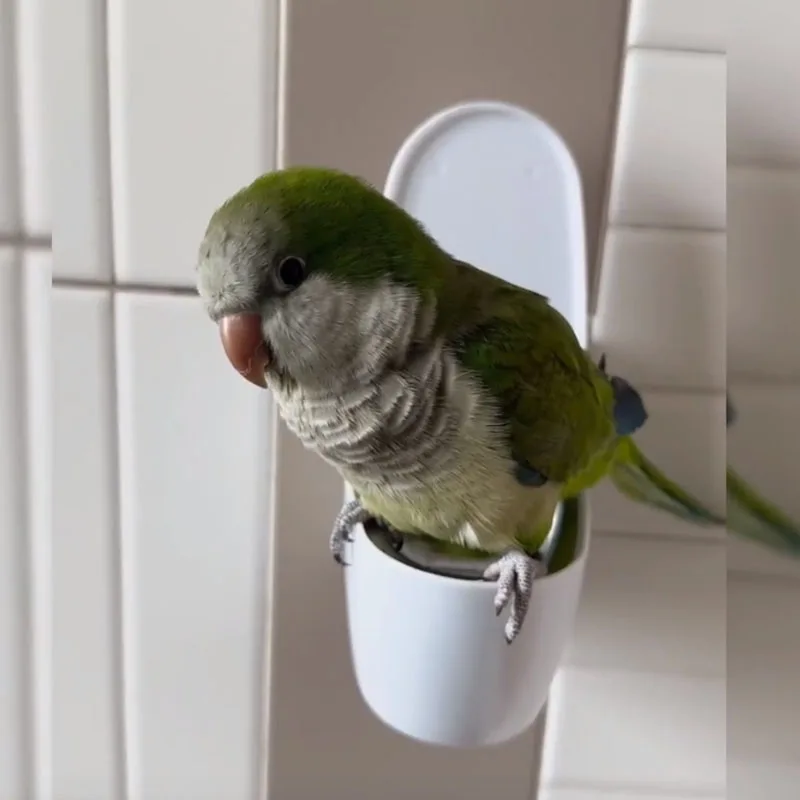 Parrot Wall-mounted Bird Toilet Cockatiel Peony Parrot Detachable Flushing Toilet Metal Plastic Inner Liner