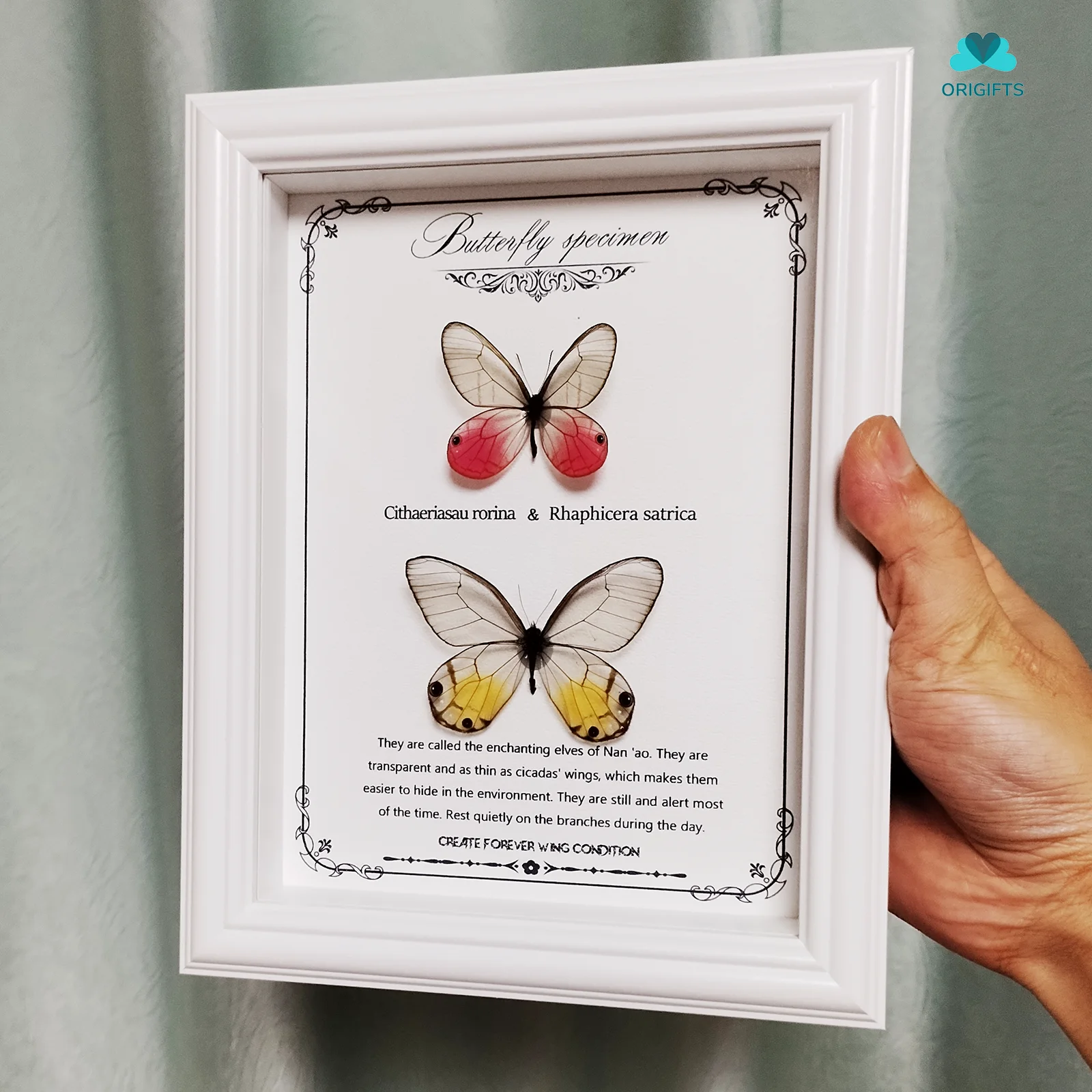 Real Taxidermy Framed Pink Clearwing Butterfly in Wooden Shadow Box Natural Cithaerias Merolina Specimen Home Decor Wall Art
