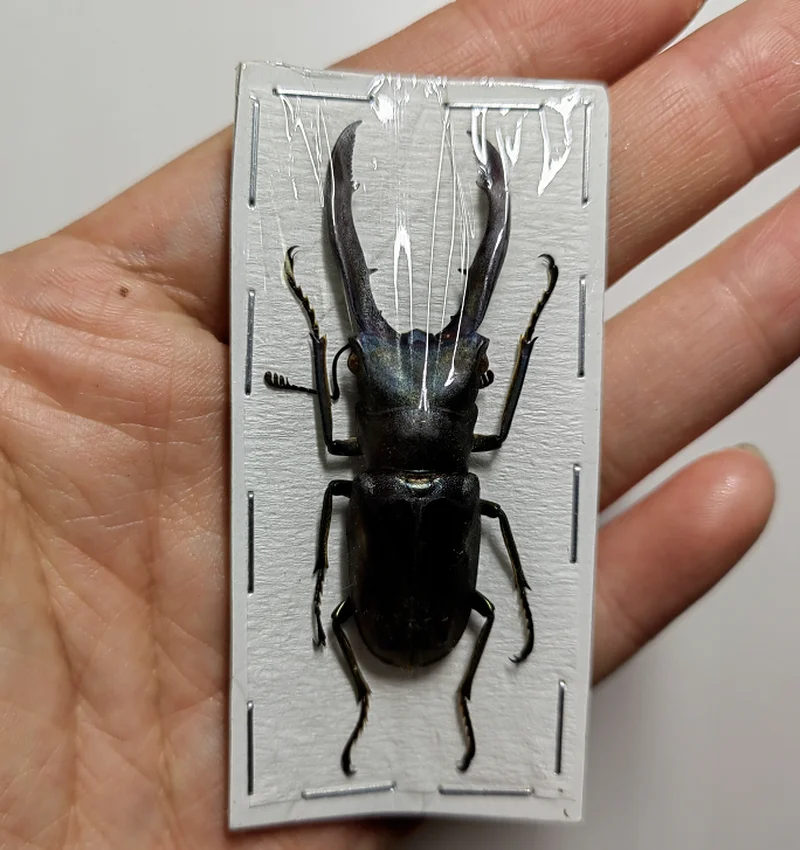 

Medallion Thin Body Red Spade Beetle Cyclommatus Metalifer Finae Real Insect Specimens Like Collection and Exhibition Decoration