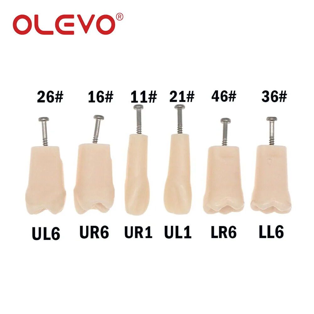 OLEVO Dental Standard Screw-in Removable Teeth Replacement Practice Training Teeth Model M8024-6 Fit For Kilgore Nissin 500 Type