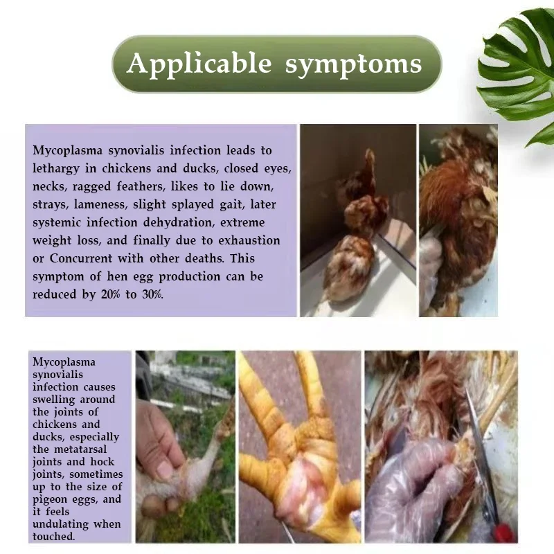 Chickens and Ducks, Swollen Joints, Cough, Snoring, Mycoplasma Bursa, Synovitis, Eyes Closed, Necking, Nutritional Supplements