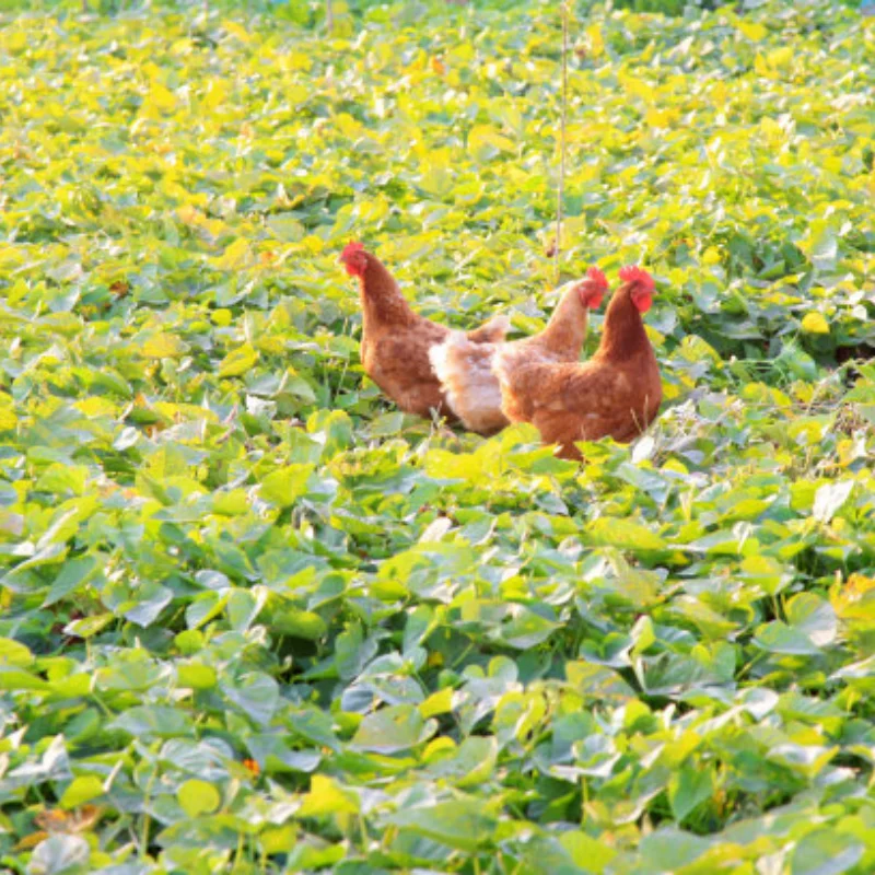 A19Q-Smart шасси танка автомобиля гусеничный робот платформа с двойным двигателем постоянного тока 12 В для DIY для Arduino T101-P/TP101