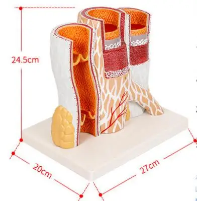 Arterial Vein Vessel Dissection Model Human Vessel Dissection Enlarged Model Bloods Vessel Section Model