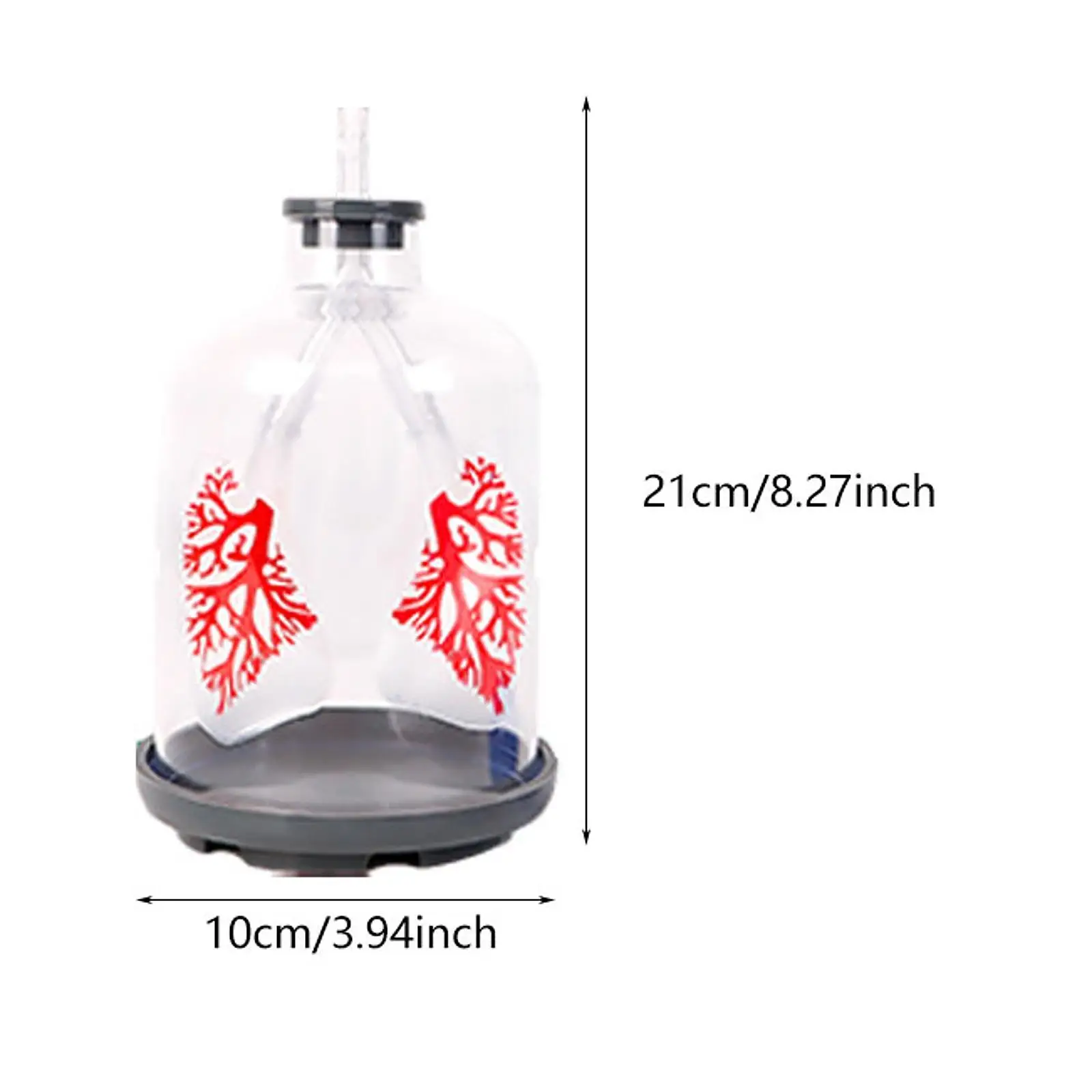 Lung Demonstration Model Experiment Project Science Learning Educational Toy Teaching Tool for Teens School All Ages Children