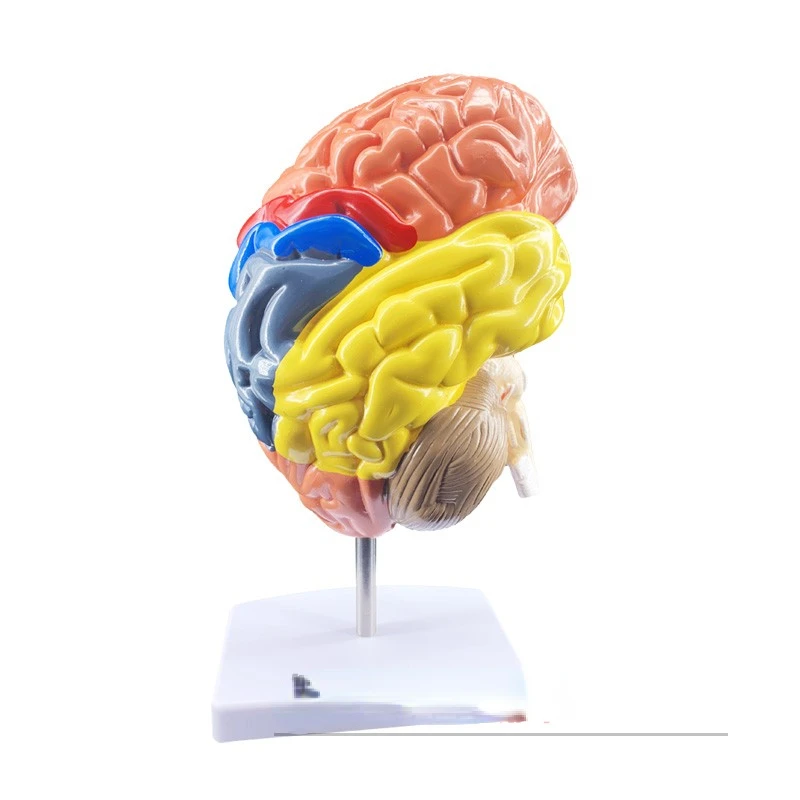 

Brain Models Functional Region Chromatic Fraction Anatomical Human Structure