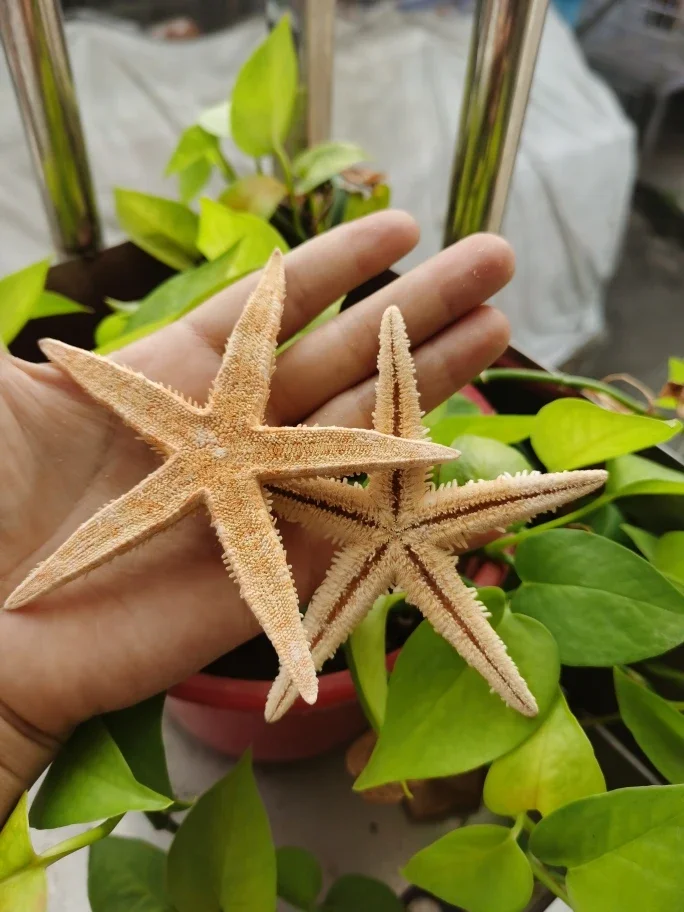 Natural Shell Conch, Haichang Mini Star -Star Glass Bottle Drifting Bottle Landscape Decoration Accessories Accessories