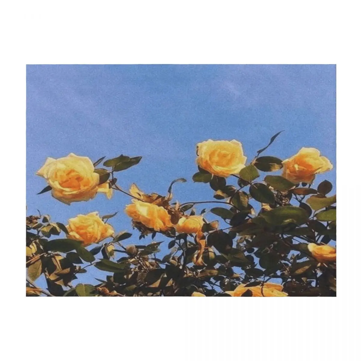 

Yellow Roses Sky Throw Blanket blankets ands Quilt Kid'S For Sofa Thin Blankets