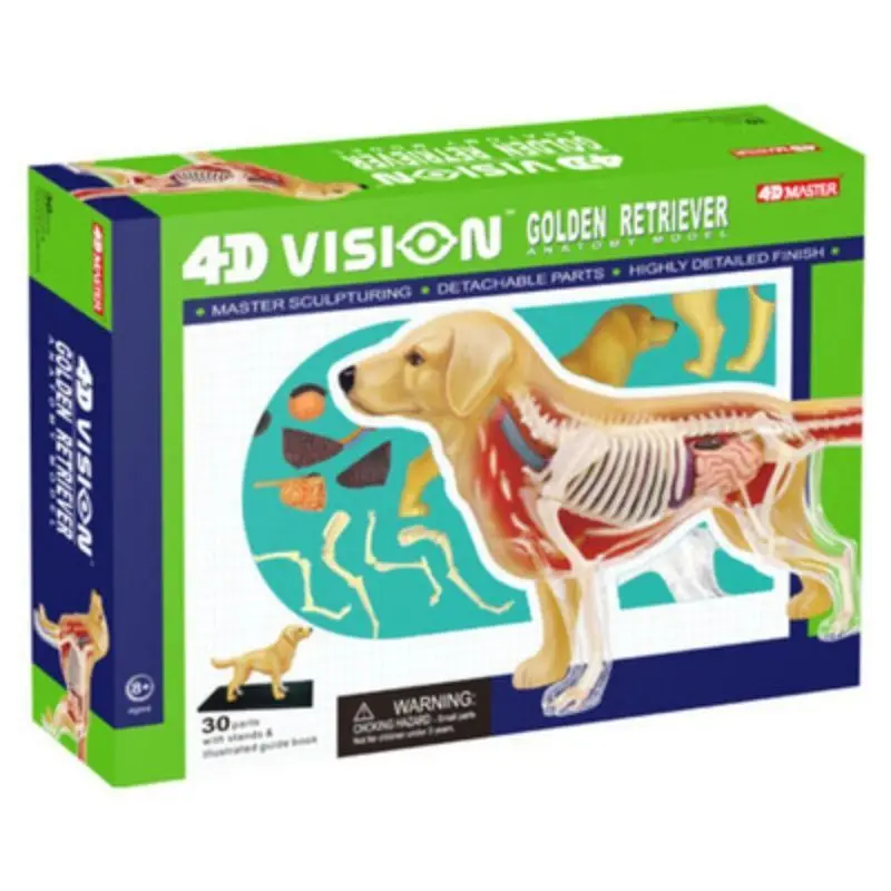 

4D MASTER Golden Retriever Внутренние органы собаки Скелетная анатомическая модель обучающая сборка животных