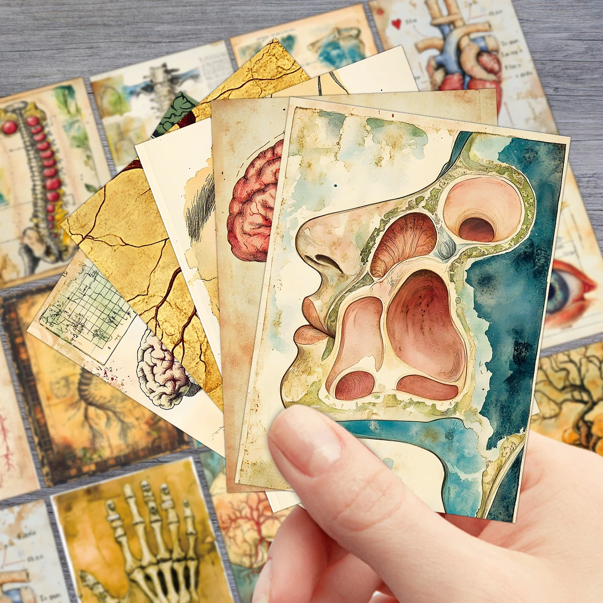 60개 빈티지 해부학 저널링 엽서, 생물학 콜라주 카드 선물, 스크랩북, 방, 사무실, 실험실 벽 장식용