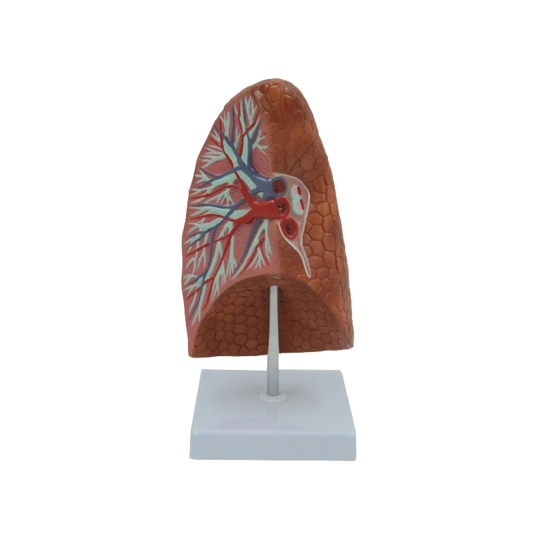 Human Lung Model Respiratory System Organ Anatomical Model Educational Equipment Medical Sciences Teaching Resource Blood Vessel