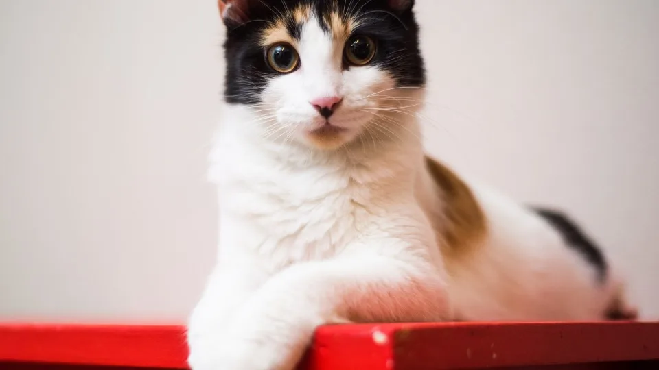 

4Pcs Thickness 15mm/20mm/25mm/ Extension Parts 12mm Hex Wheel Hubs For Axial scx10 D90 90046 Tamiya MST 1/10 RC Car Crawler