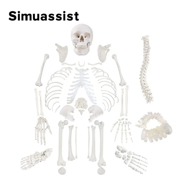 

Human Disarticulated Skeleton Model Include Skull Anatomy Life Size Medical Model