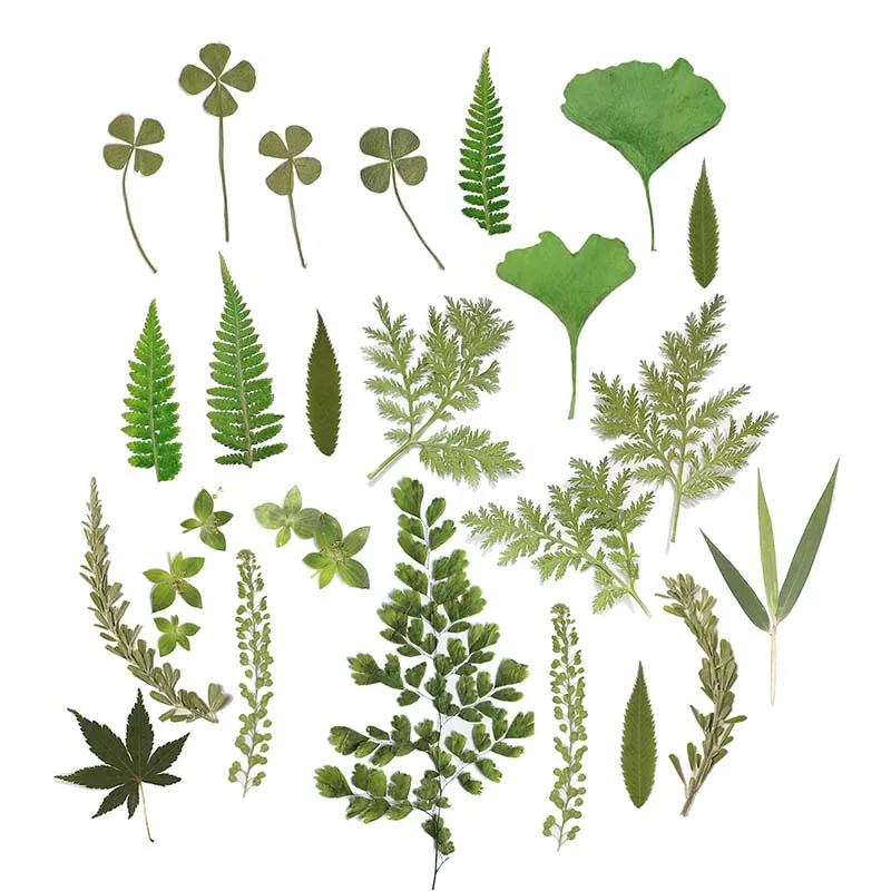 24 uds/hojas de arce, hojas de bambú, Artemisia Annua, Ginkgo biloba, follaje de plantas naturales reales, flores secas, hojas verdes prensadas
