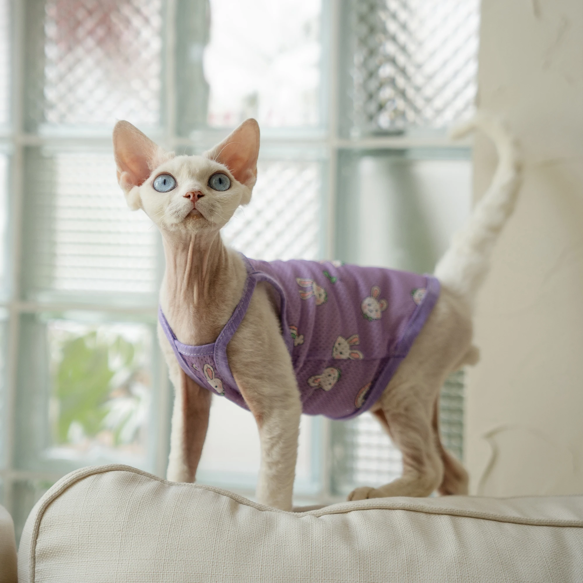 Sphynx Cat Clothes in Summer Cooling T-shirt For Kittens Rabbit breathable Vest For Hireless Cat Devon Rex Sun-protective Coat