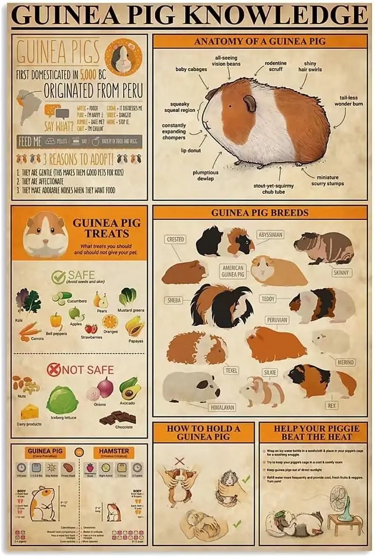 Plaque Métallique Éducative sur les Cochons d'Inde : Guide de Planification des Races, Affiche Graphique en Étain, Plaque de Ferme, Décoration Maison, Cuisine, Club, Signe S