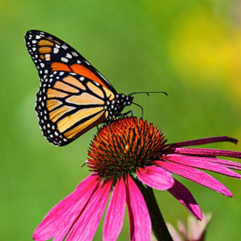 Kit de neumáticos con bujes de ruedas de 1,0 ", 4 Uds., para piezas de mejora TRX4M Bronco Defender 1/18