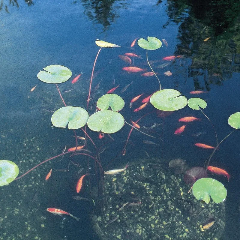 OASE Vitronic 18 UV Clarifier for Pond