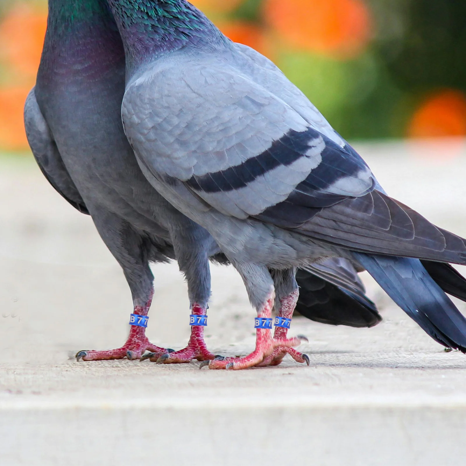 

50Pcs Colorful Parrot Leg Bands Bird Foot Rings Secure Identification Tags for Cockatiels Lovebirds Small Birds Breeding