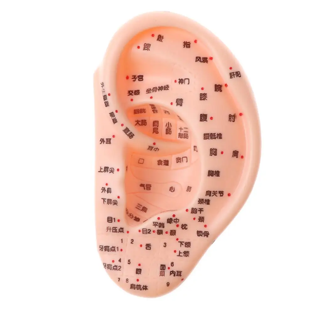 13CM Human Ear Model with Acupuncture Reflexology for Laboratory Anatomy Studies Display