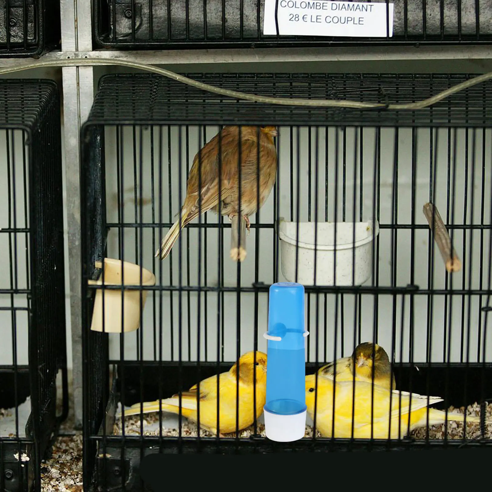 

1Pcs Plastic Bird Water Feeder Compact Size Deform Resistant Easy Use Pet Bird Supply Water Dispenser Pet Supply