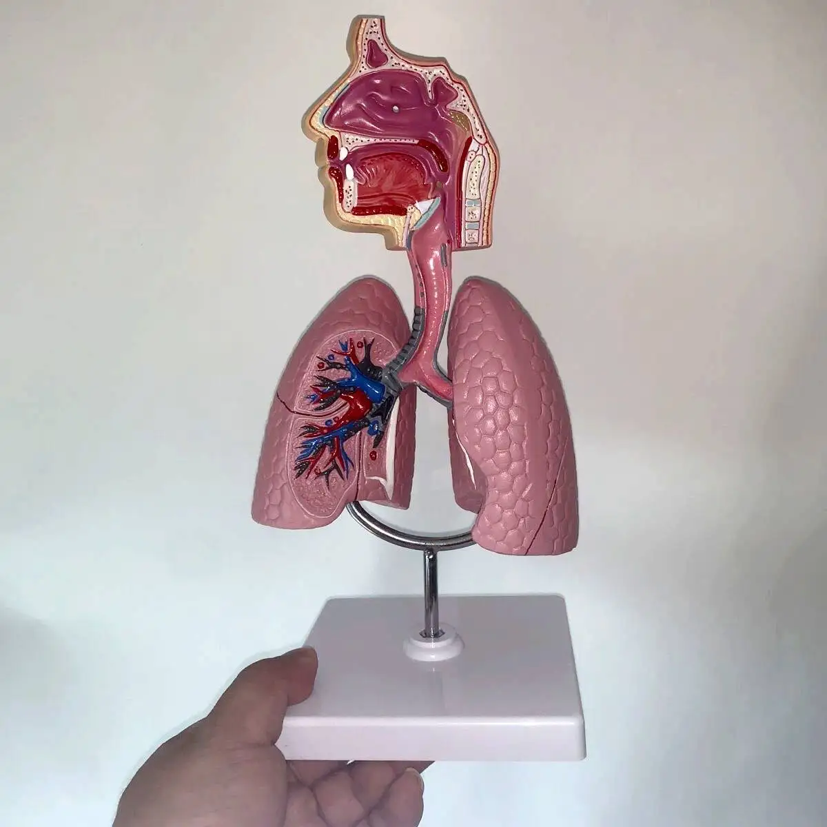 Human Respiratory System Nasopharynx Lung Bronchial Hospital Department Desktop Display Teaching Mould