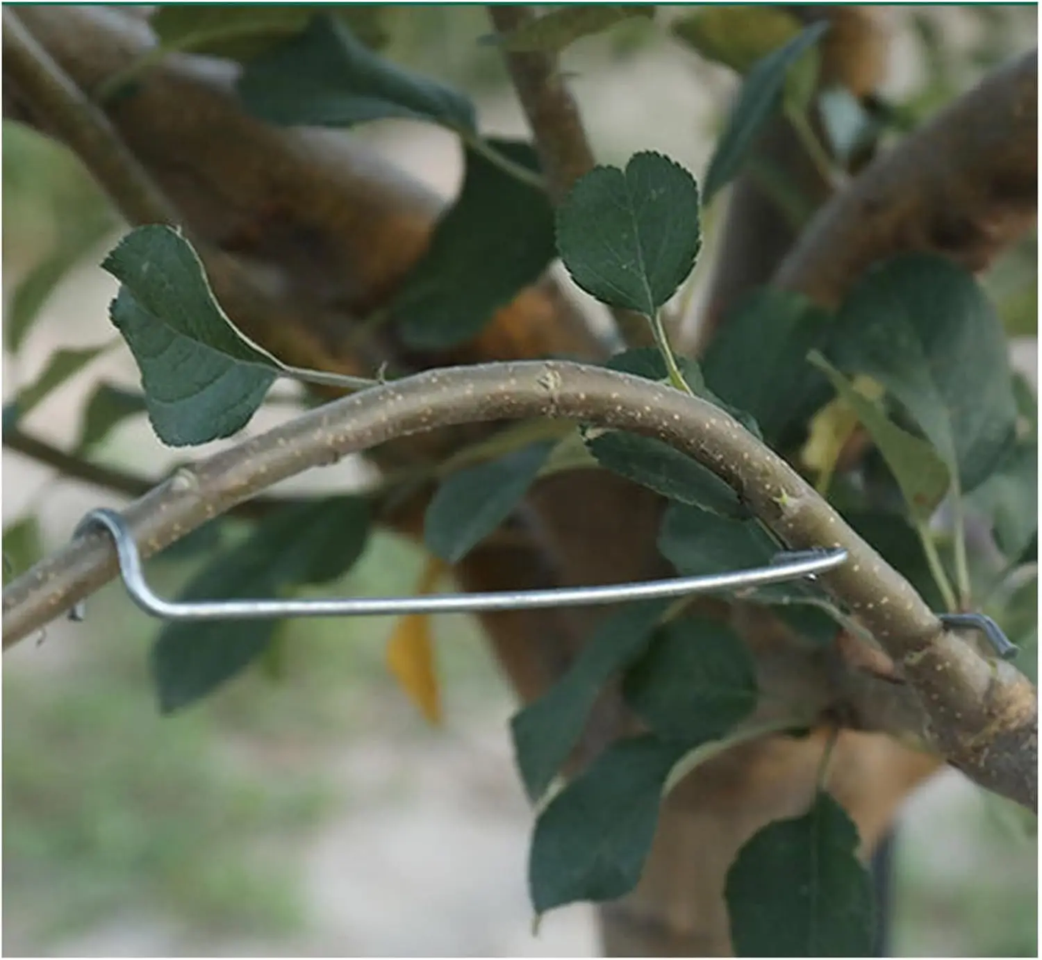 Adjustable Fruit Tree Training Device for Bending Curved Branches Bonsai Modeling Flower Gardening and Orchard Care