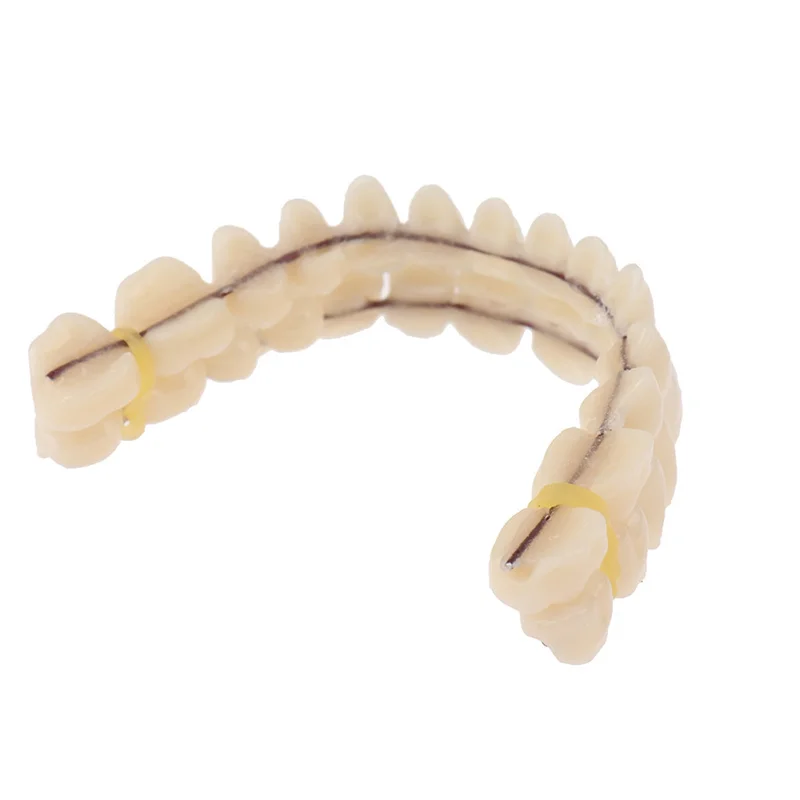 Universal Resin False Teeth Resin Model Double Row Plastic Dentures Oral Teaching Materials Dedicated Teeth Dental Lab Supplies