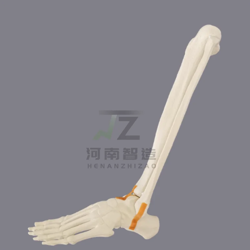 

Human Medical Teaching Model: Ankle Joint Bone Training Model