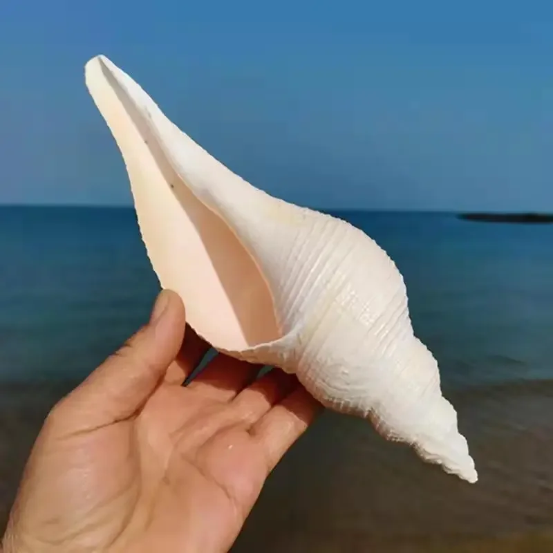 

Natural Conch Shell White Thousand Hand Snail Home Window Floor Decoration Fish Tank Landscaping Aquarium