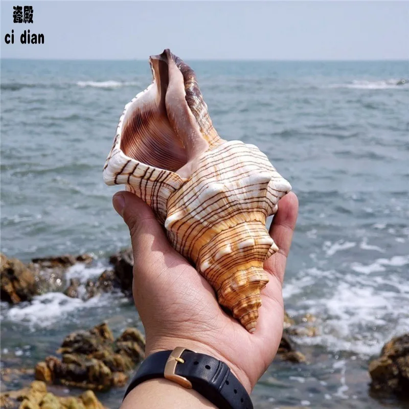 

Pleuroploca Filamentosa Natural Conch Sea Star Fish Tank Landscape Home Decoration Ornaments Ocean Decor Sea Shells