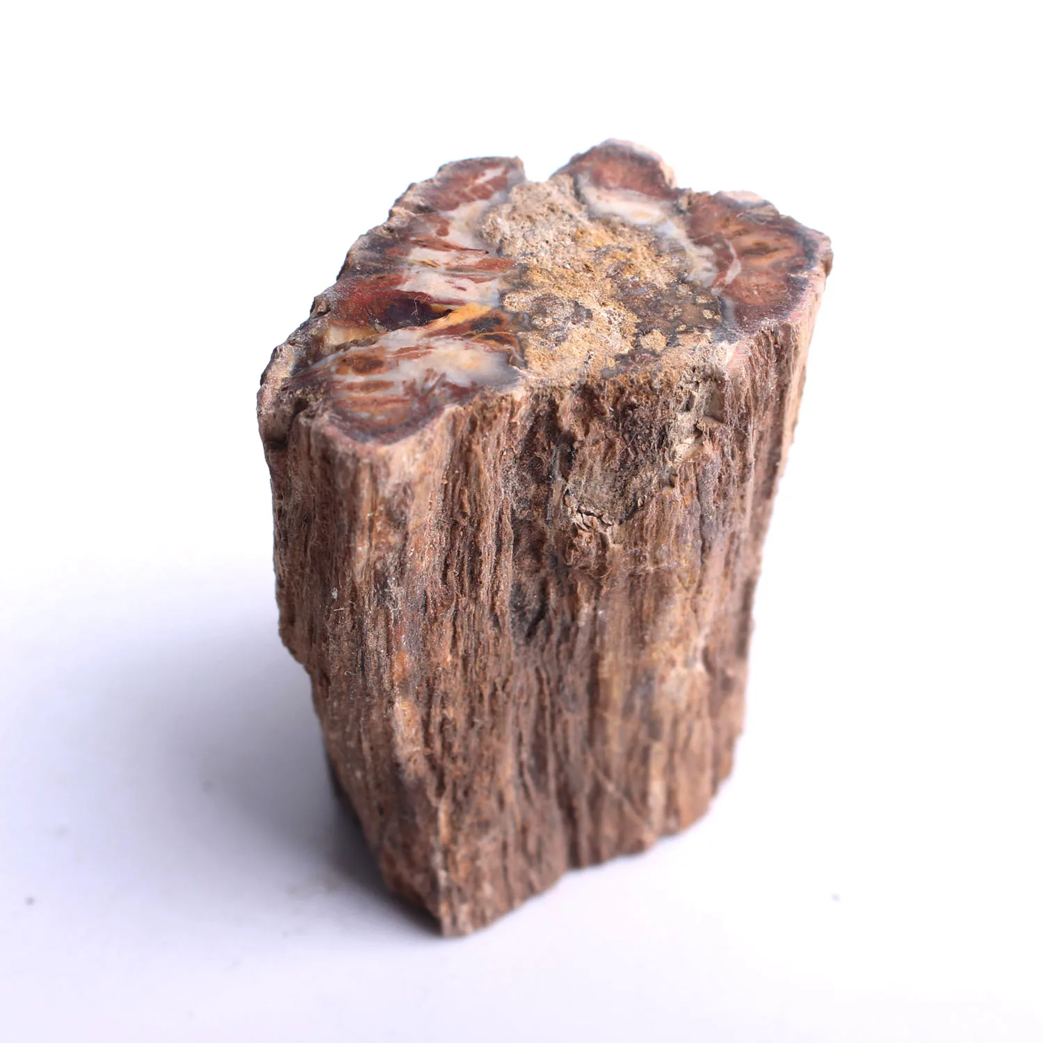 1000g Petrified Wood Branch Cross Section w Polished End - 35-75mm Info Card Mineral