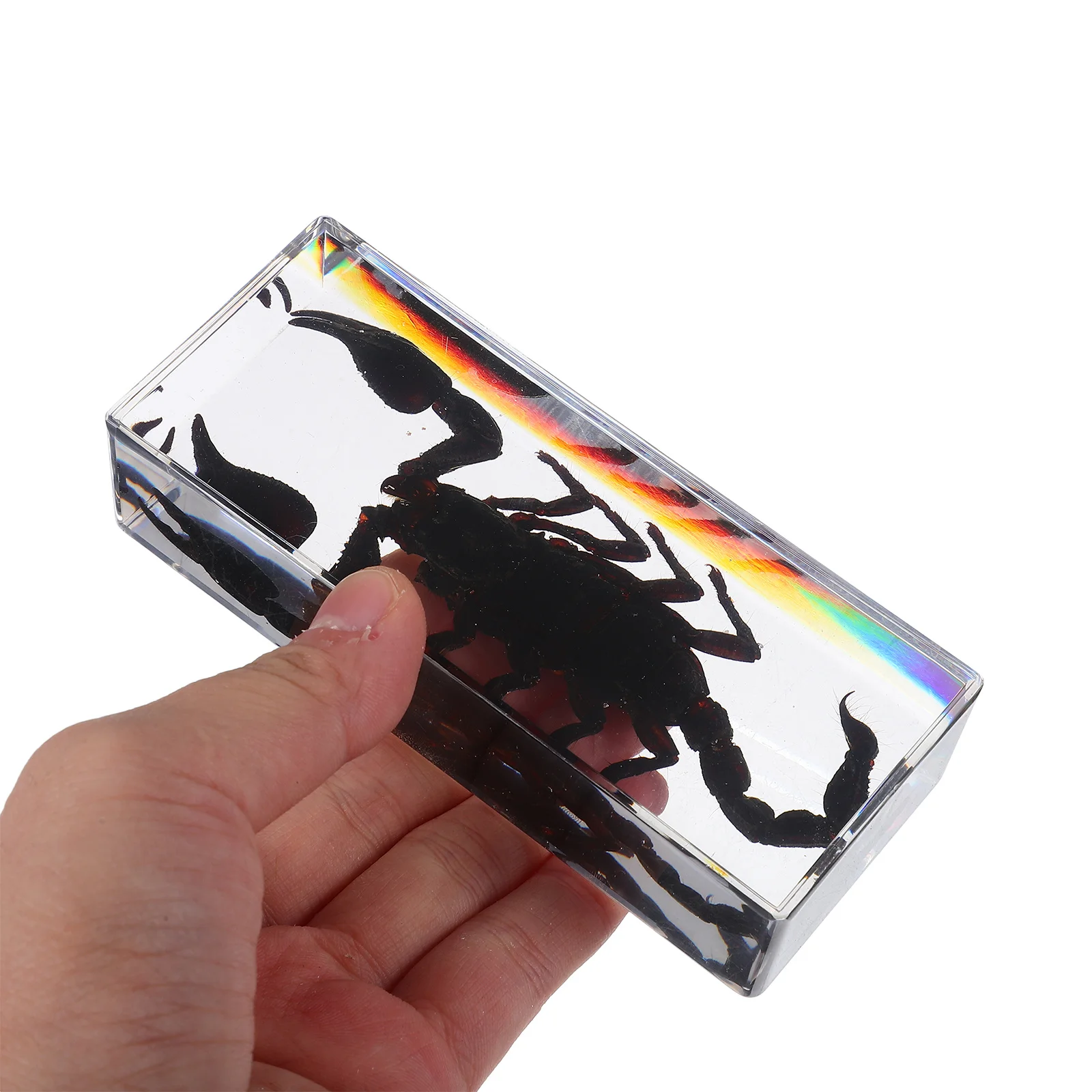 Preserved Insect Specimens Scorpion Paperweight Transparent Resin Multifunctional Home Office Decor Unique Gift Educational