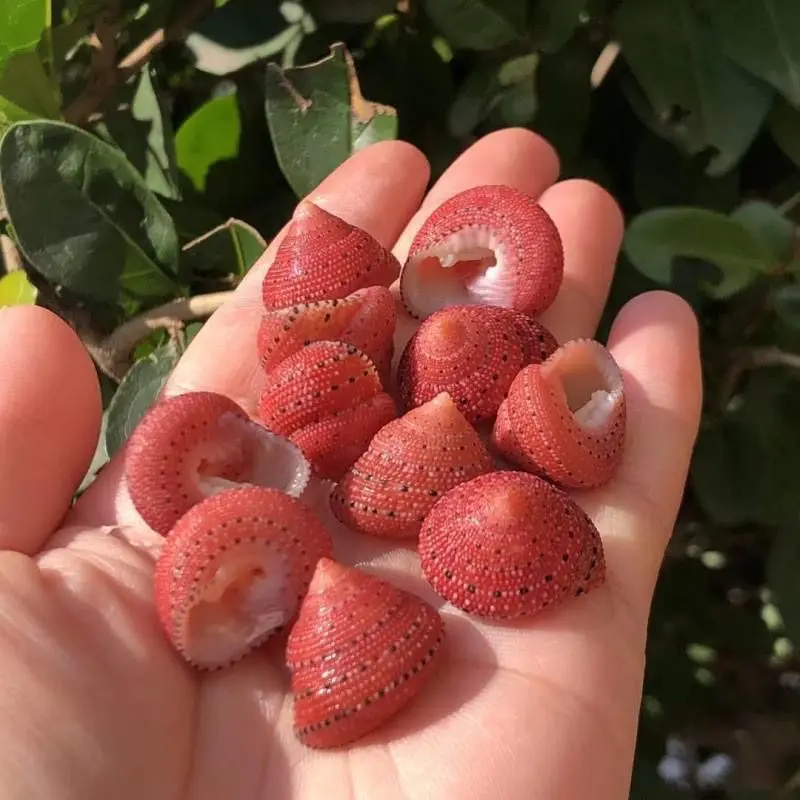 Natural strawberry bell snail hermit crab replacement shell DIY shell painting travel stall gift