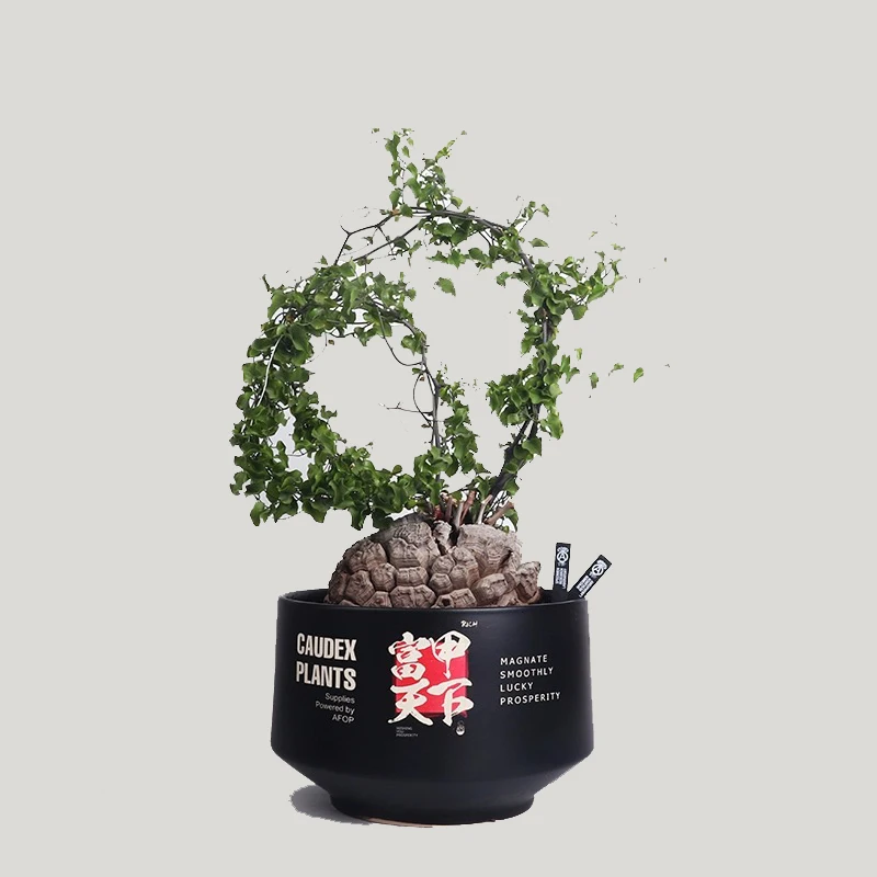 NBHD trendy root plant agave turtle shell dragon root SRL flowerpot ceramic