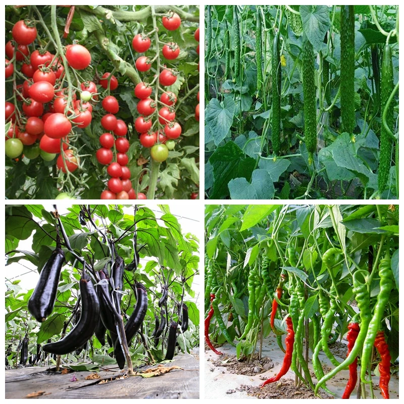 Plant Growth Regulator Atonik Sodium 5-Nitroguaiacolate Natrium Nitropenolate Salt Plant Fertilizer
