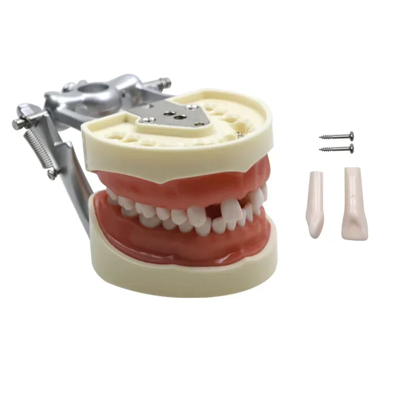 Dentists Laboratorys Tools Dentals Teeth Modentals teeth modeldels Teaching Standards teeth model