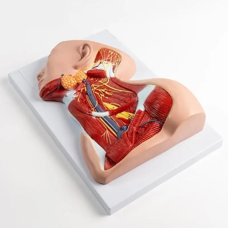 

Neck Muscles Blood Vessels and Nerves Anatomy Model