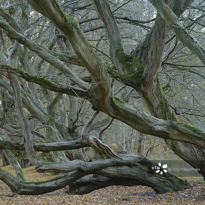 

GEPRC EM2810 2810 1280KV 1350KV Durable Motor 6S LiPo for 7 - 8inch FPV Freestyle Long Range Drones DIY Parts