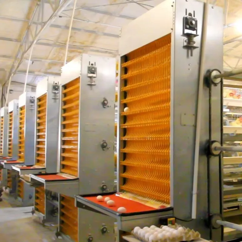 Customized New Condition Poultry Farm Egg Collecting System Efficient Egg Collecting Machines for Farms