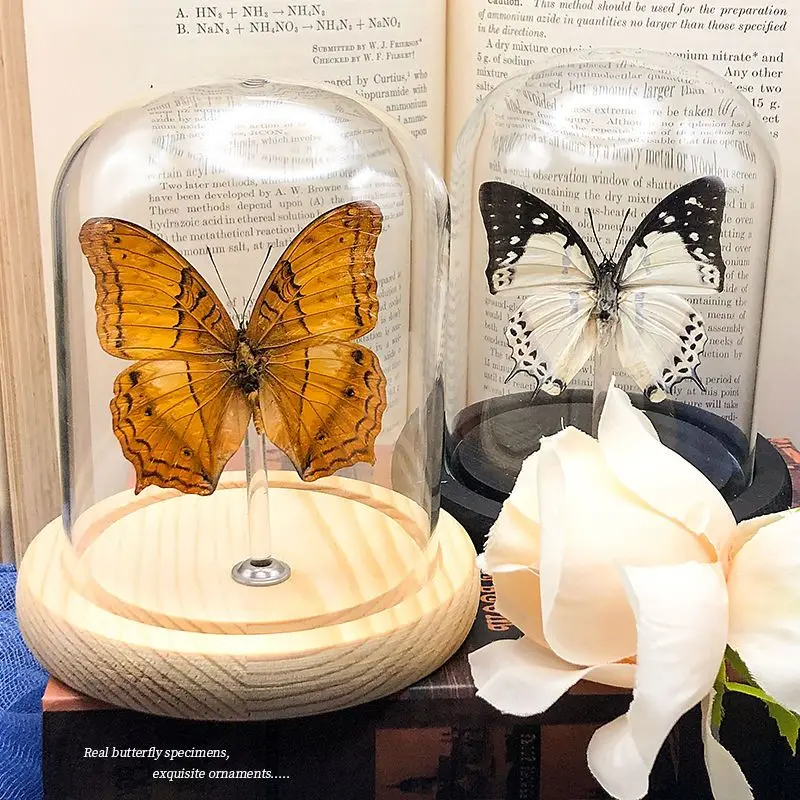 Real butterfly specimen handicraft ornaments birthday gift glass cover dust cover decorative figurines desk decoration home