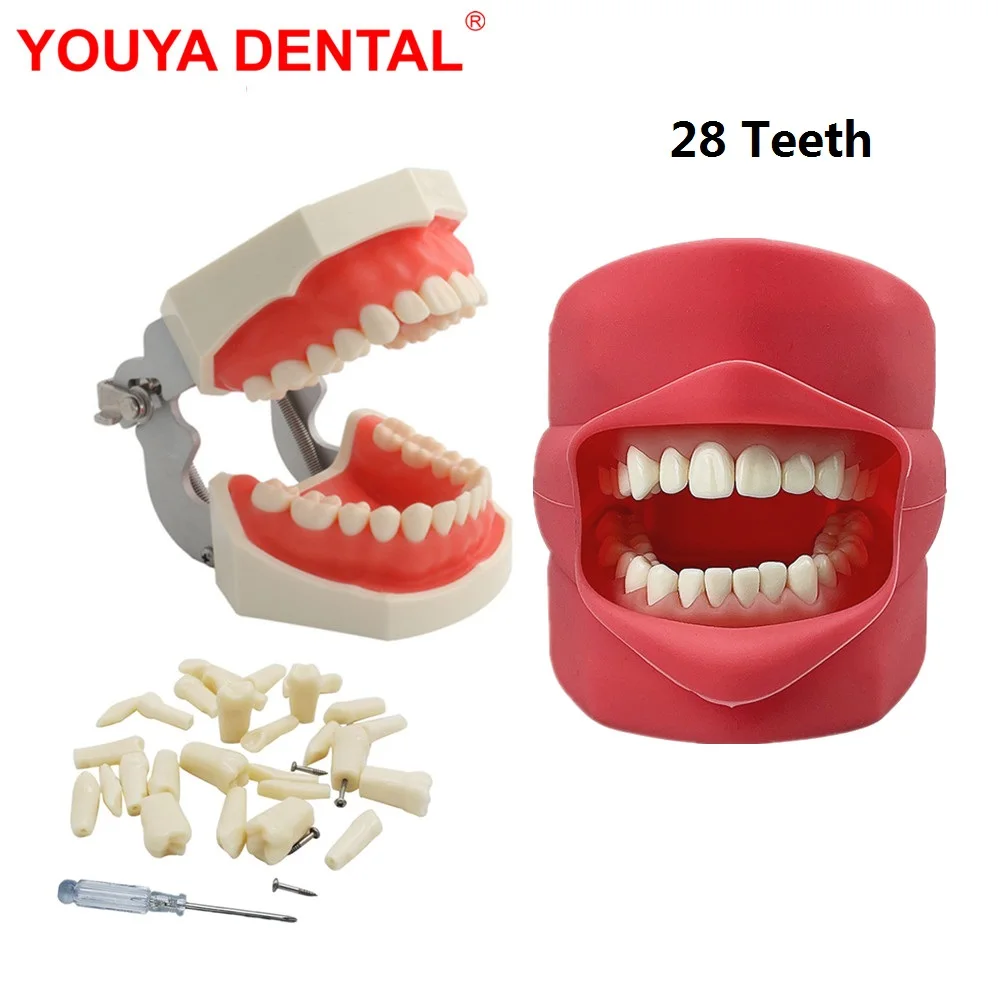 

Dental Student Practice Model Dentistry Training Model Jaw Mask Typodont 28 Dental Teeth Model For Studying Teaching Preparation