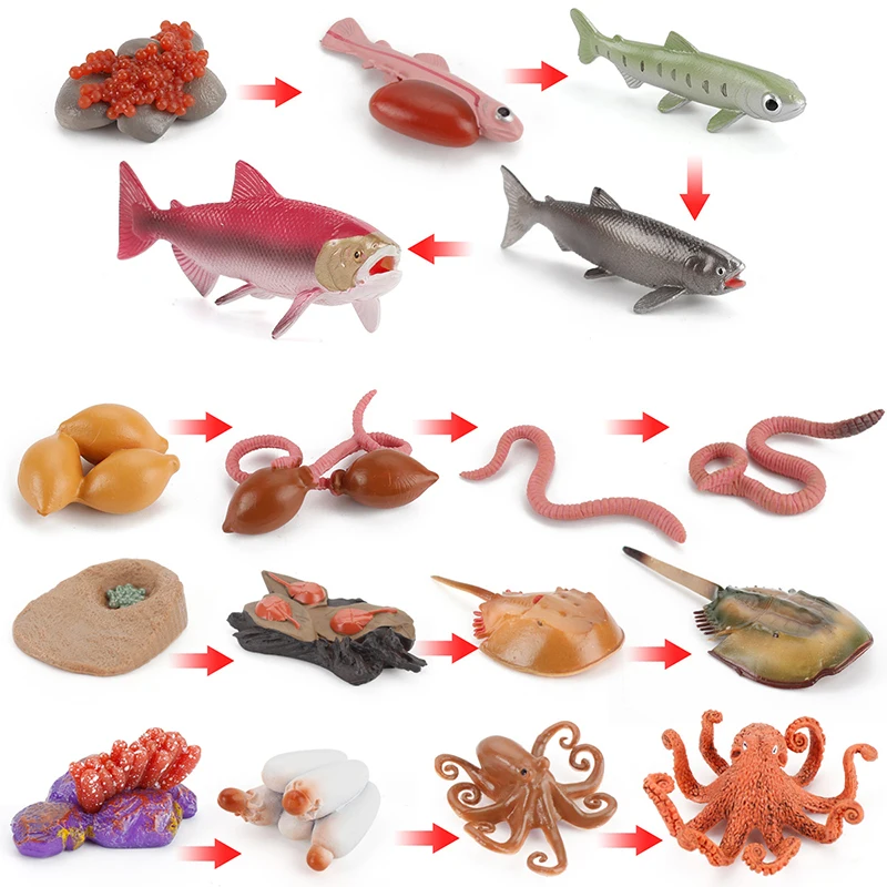 Fun Children Cognitive Toys Simulation Earthworm Salmon Octopus Growth Cycle Model Animal Life Evolution Teaching Piece Toys