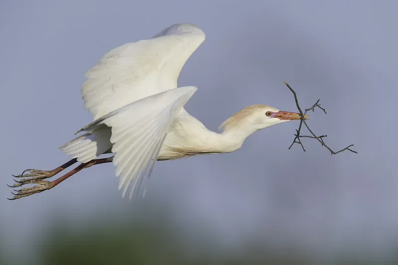 

LDARC V64 1/64 Mini RC Имитация автобуса — 2,4 ГГц, RTR, настольная электрическая модель (игрушки для взрослых и детей)