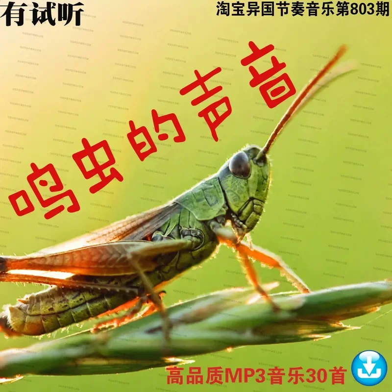 Nature Wilderness Recording Insect Song MP3 Digital Audio Source Lossless Music U Disk Download Sound Therapy Relaxation